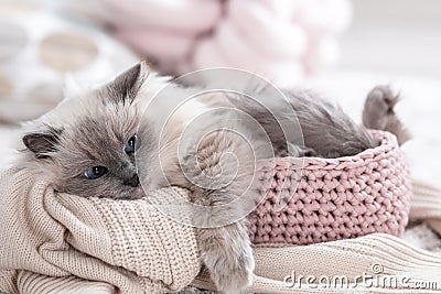 Cute cat with knitted blanket in basket at home Stock Photo