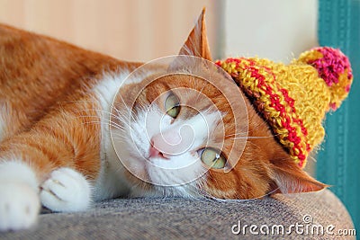 Cute cat in a knitted hat Stock Photo