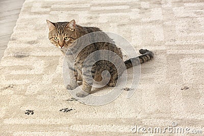 Cute cat leaving muddy paw prints Stock Photo