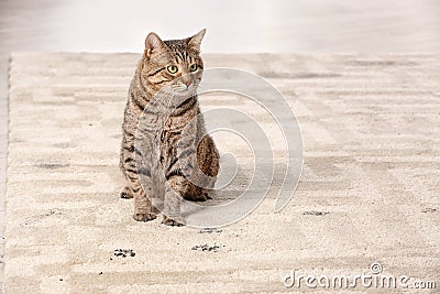 Cute cat leaving muddy paw prints Stock Photo