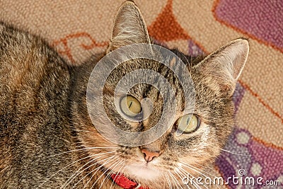 Cute cat lies on the carpet and looks wide-eyed Stock Photo