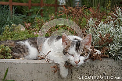 Cute Cat lies in a flower bed and fully relaxed Stock Photo