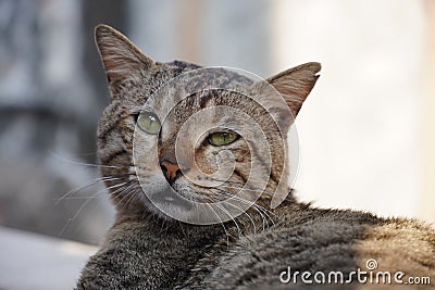 cute cat look at camera side Stock Photo