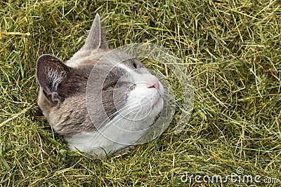 Cute Cat looking out of pile of grass Stock Photo