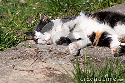 Cute cat lying on ground, enjoying sunlight Stock Photo
