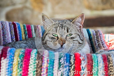 Cute cat lying in a outdoor swing on a colorful rug. Adorable kitty, animal theme Stock Photo