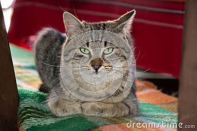 Cute cat lying in a outdoor swing on a colorful rug. Adorable kitty, animal theme Stock Photo