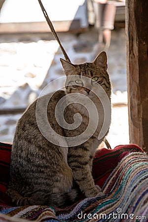 Cute cat lying in a outdoor swing on a colorful rug. Adorable kitty, animal theme Stock Photo