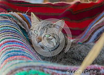 Cute cat lying in a outdoor swing on a colorful rug. Adorable kitty, animal theme Stock Photo