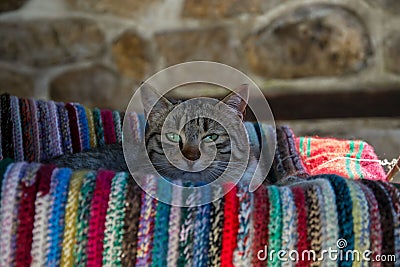 Cute cat lying in a outdoor swing on a colorful rug. Adorable kitty, animal theme Stock Photo