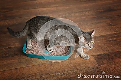 Cute cat in plastic litter box Stock Photo