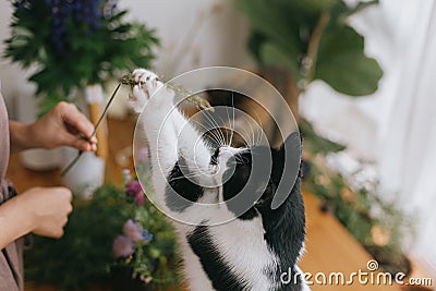 Cute cat playing with herb on rustic wooden table, catching wildflower with paws. Funny moment Stock Photo