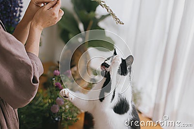 Cute cat playing with herb on rustic wooden table, catching wildflower with paws. Funny moment Stock Photo