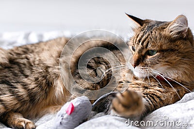Cute cat playing with mouse toy on white bed in sunny stylish room. Maine coon with green eyes playing with with funny emotions on Stock Photo