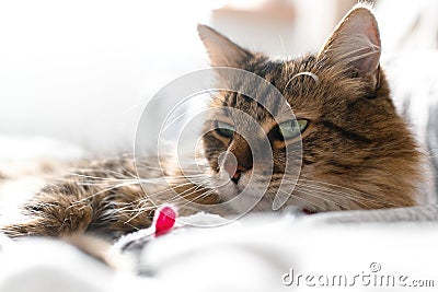 Cute cat playing with mouse toy on white bed in sunny stylish room. Maine coon with green eyes playing with with funny emotions on Stock Photo
