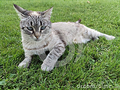 Cute cat portrait - gray cat on the grass Stock Photo