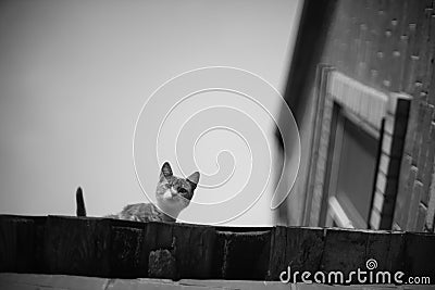 Cute cat portrait on the roof. BW photo Stock Photo