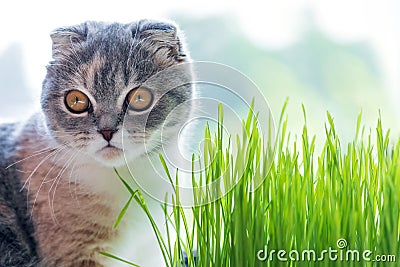 Cute cat and a pot with green organic grass during day , cats health concept . Stock Photo