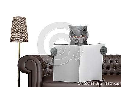 Cute cat reading newspaper with space for text on sofa in living room. Isolated on white Stock Photo