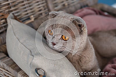 Cute cat resting indoors Stock Photo