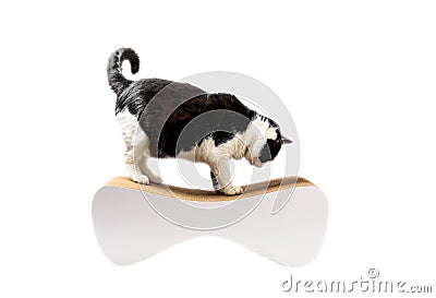 A cute cat sharpens its claws on a scratching post isolated on white background. Stock Photo
