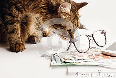 Cute cat sitting on table with glasses phone and money, working Stock Photo