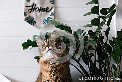 Cute cat sitting under green plant branches and relaxing on wooden shelf on white wall backgroud in stylish room. Maine coon with Stock Photo