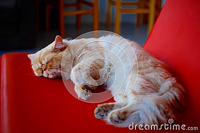 Cute cat sleeping on the chair Stock Photo