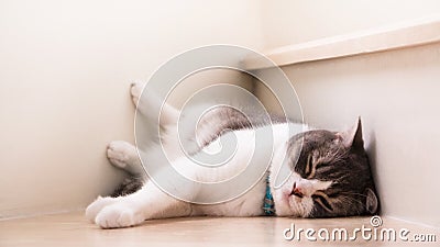 Cute cat sleeping on wooden stairs, Scottish fold ears unfold gray and white color. Stock Photo