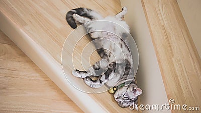 Cute cat sleeping on wooden stairs, Tabby green eyes and gray colored, American short hair half blood. Top view. Stock Photo