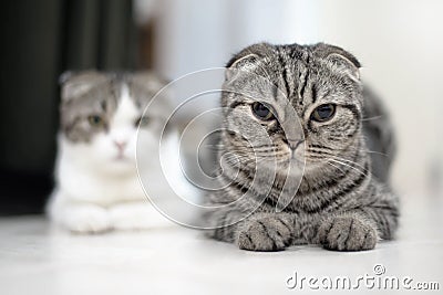 Cute cat sleeps, Scottish Fold. Stock Photo