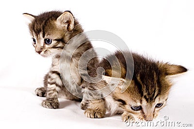 Cute cats Stock Photo