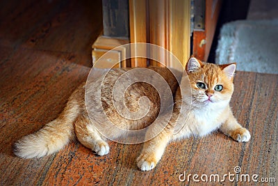 Cute cats Stock Photo