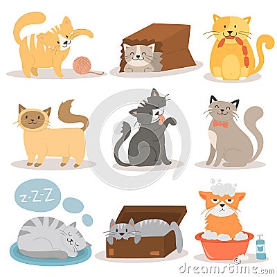 Cute cats character different pose vector set. Vector Illustration