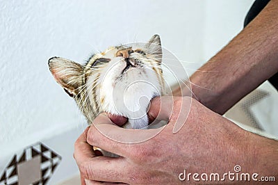 Cute cats, people loving and kissing the cat, the most beautiful big cat eyes, Stock Photo