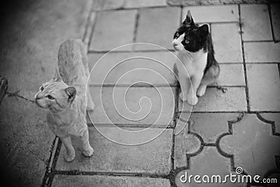 Cute cats walk in summer garden. BW photo Stock Photo