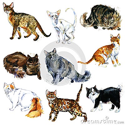 Breed of Cat collection isolated on white background. cartoon cute kitten. watercolor domestic animal. Stock Photo