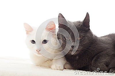 Cute cats Stock Photo