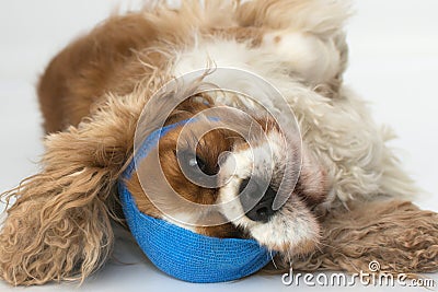 CUTE CAVALIER DOG SICK WITH BLUE BANDAGE ON HEAD. ISOLATED ON WHITE BACKGROUND Stock Photo