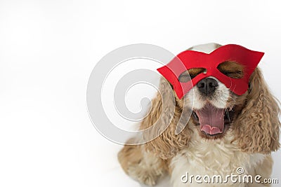 CUTE CAVALIER DOG WEARING A RED HERO MASK ISOLATED ON WHITE BACK Stock Photo