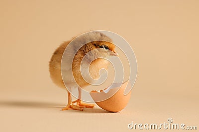 Cute chick and piece of eggshell on beige background, closeup. Baby animal Stock Photo