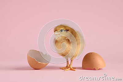 Cute chick and pieces of eggshell on pink background, closeup. Baby animal Stock Photo