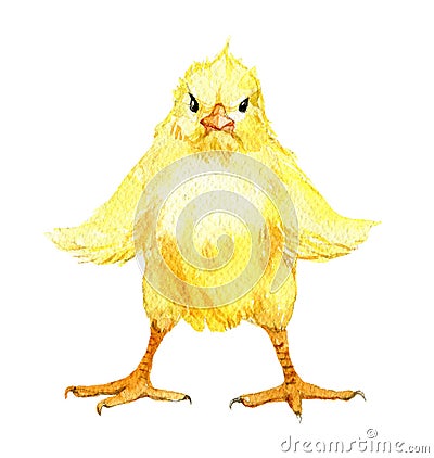 Cute chick with spread wings isolated on white, watercolor illustration Cartoon Illustration