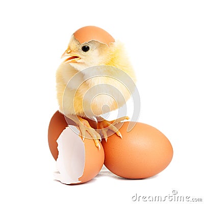 Cute chicken on eggs Stock Photo