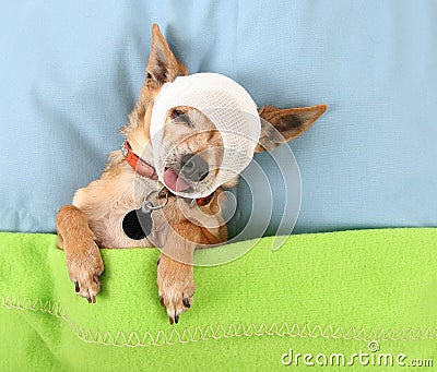 Cute chihuahua Stock Photo