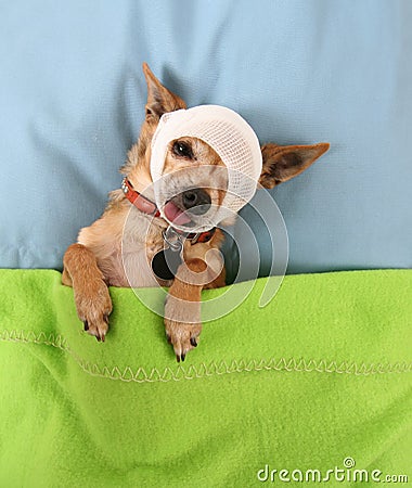 Cute chihuahua Stock Photo