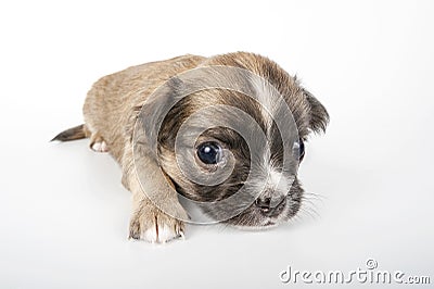 Cute Chihuahua baby close-up Stock Photo