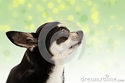 Cute Chihuahua on background Stock Photo