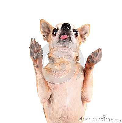 A cute chihuahua begging Stock Photo