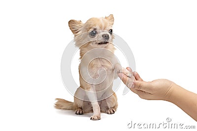 Cute Chihuahua brown dog and owner hand shaking or shaking hands Stock Photo